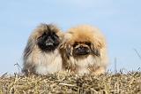 PEKINOIS 082